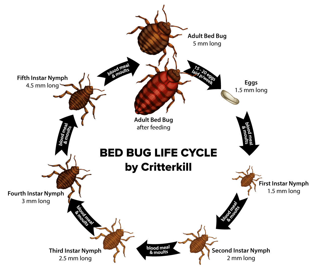 bed bug lifecycle