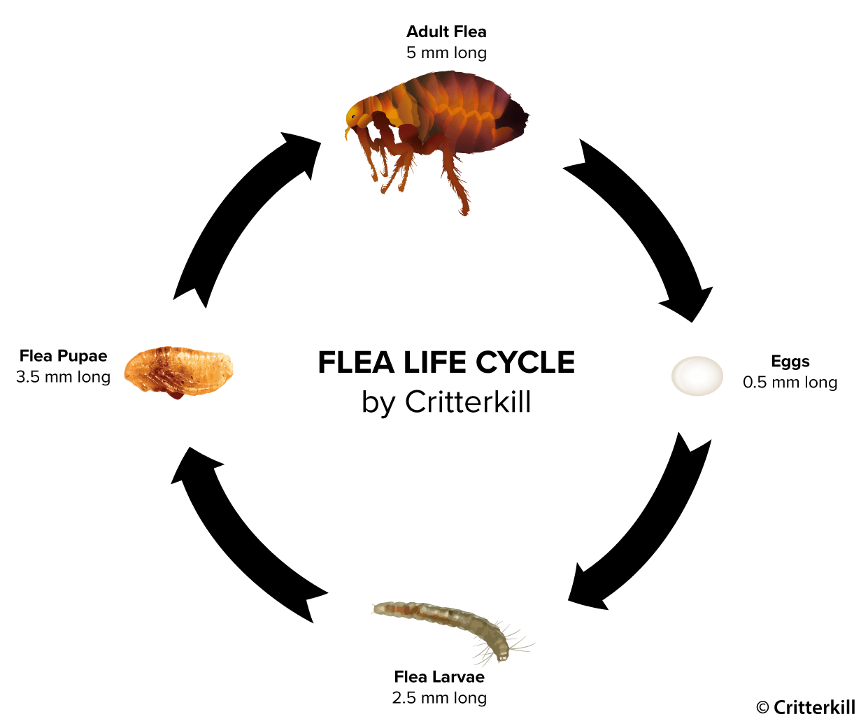 stages of fleas life cycle