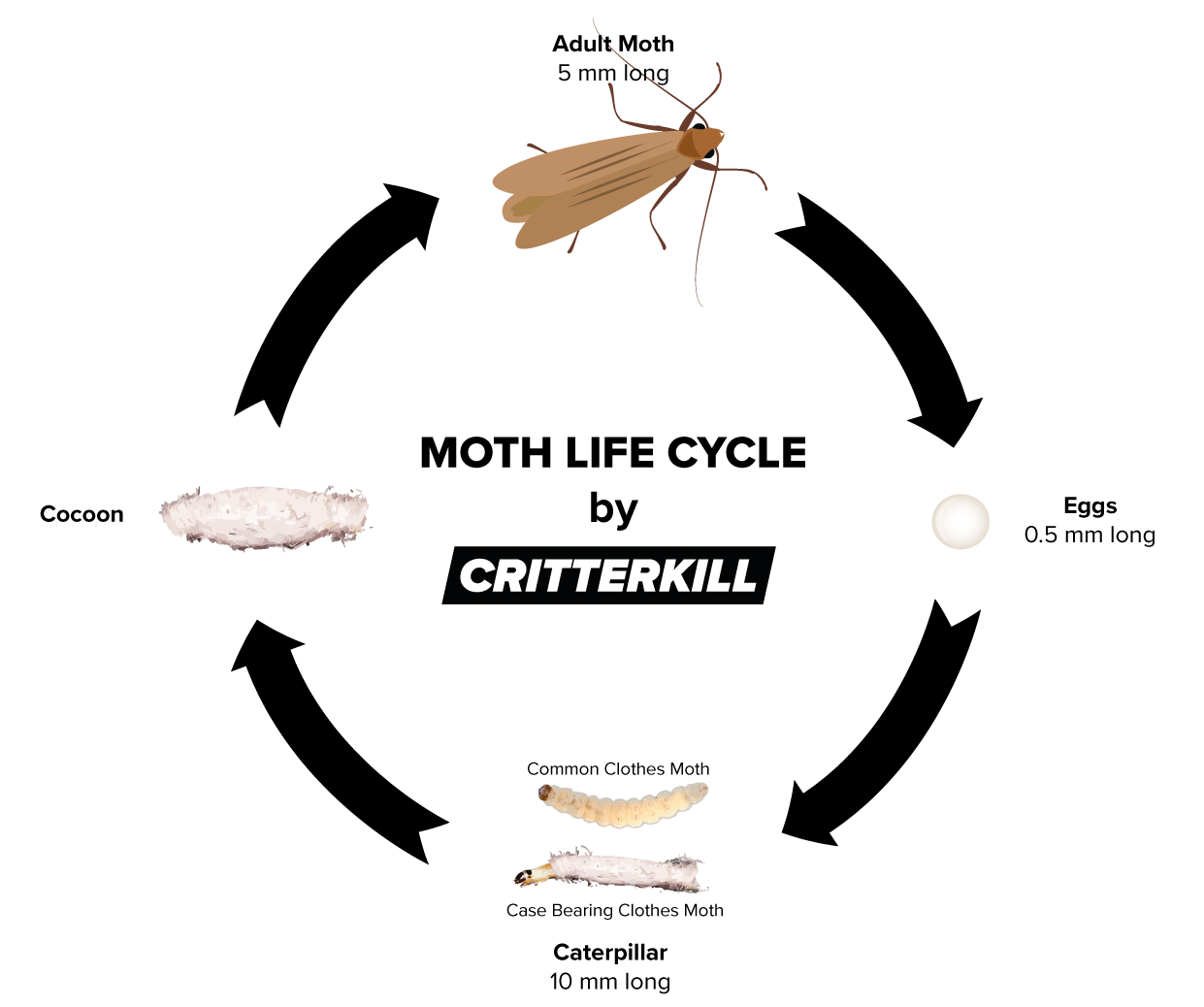 Cloth Moth Life Cycle